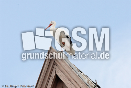 Weißstorch (4 von 20).jpg